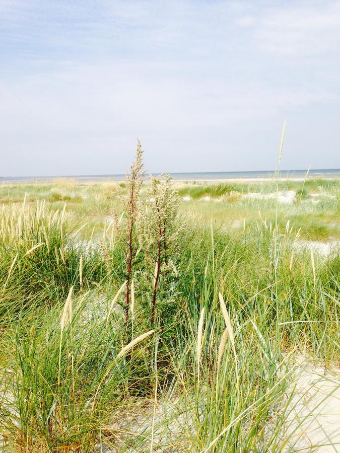 Molino Panzió Bønnerup Strand Kültér fotó